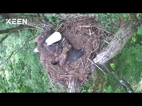 06/05/2024 Eaglet & parent in the nest