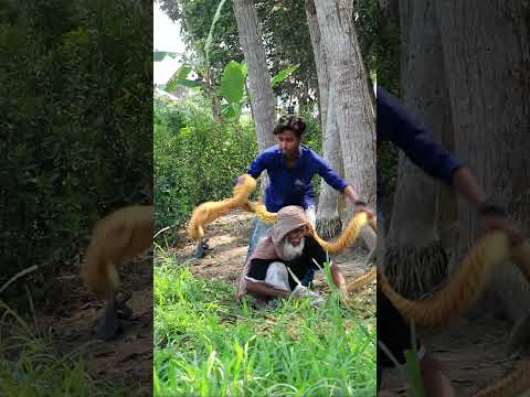 Viral Funny King Cobra Snake Prank ON Farmer | Furti Fun Tv#shorts #tiktok #viralshorts