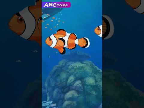 Clownfish Underwater | ABCmouse #learning #education #animals #fish #clownfish #ocean #underwater