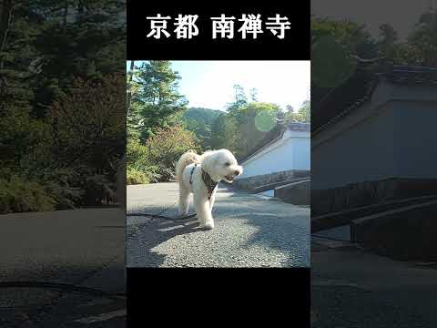 京都🐕南禅寺のあさんぽ💖 #犬 #nanzenji-temple#マルプー #kyoto  #doglovers #京都観光地 #maltipoo