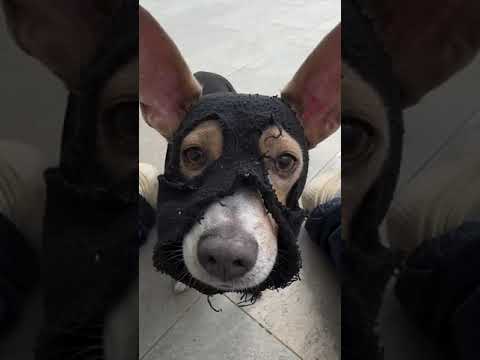 Dog Goes Undercover To Get His Ball Back | The Dodo