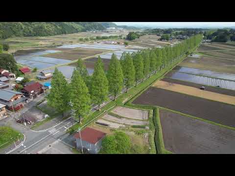 【DJI Air 2S】20230428 滋賀県高島市マキノ町牧野 メタセコイア並木道 FHD