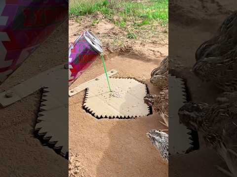 Amazing Create DIY Quail Trap #Shorts #diy_creative