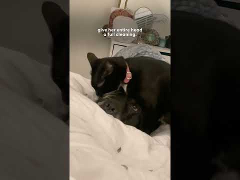 Kitten Is Emotional Support Animal To 120 Pound Mastiff | The Dodo