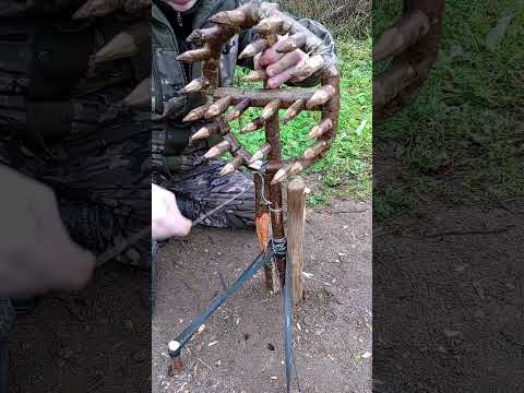 WHAT CAN FALL INTO THIS TRAP??  #trap #survival #trapping