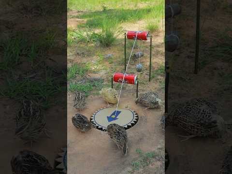 High Creative and Effective Unique Underground Bird Trapping Techniques #animaltrap