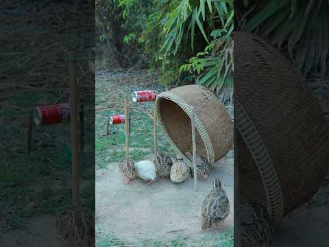 Really Quick Effective Unique Technique Quail Trapping Method #shortvideo #ytshorts #birdtrap