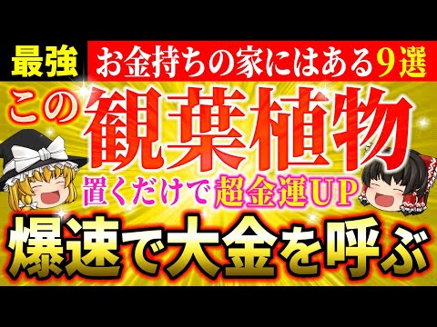 【✨効果絶大】置くだけで金運が爆上げになる最強の観葉植物9選！○○に置くと大金ガッポリ【ゆっくり解説】【スピリチュアル】