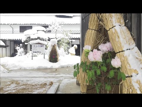 寒さの中でも凜と咲く「冬咲きボタンの展示会」備北丘陵公園・庄原