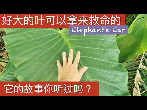 世界最大品种的野象耳芋,你见过吗?以前人用它来做什么？它有毒吗？Colocasia gigantea used。