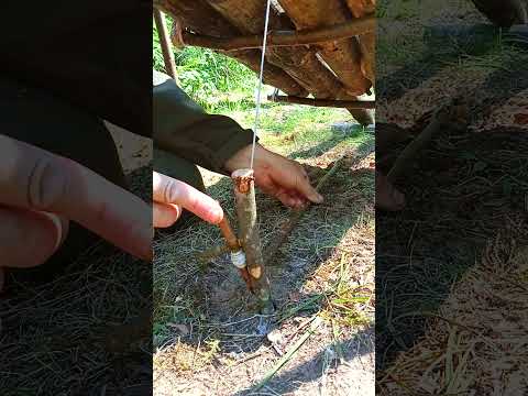 THE SIMPLEST TRAP FOR SURVIVAL IN NATURE  #survival #trap #bushcraft #hunting