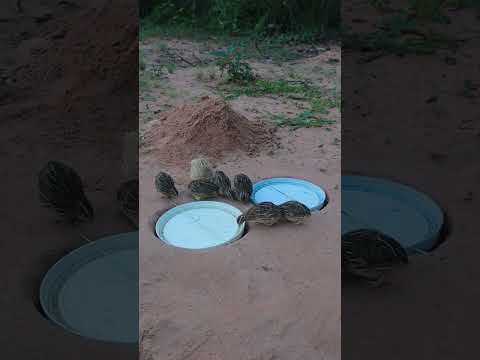 Really Creative DIY Underground Quail Trap Technique #ytshorts #shortvideo #quail