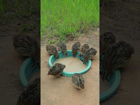 Funny Quail Trapping Videos #youtubeshorts #shortvideo #ytshorts