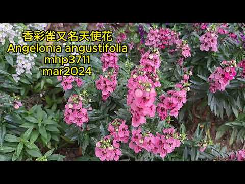 香彩雀又名天使花 Angelonia angustifolia mhp3710 mar2024