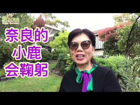 你见过会鞠躬的小鹿吗？疫情宅家的日子，跟快乐姥姥一起看世界吧！一一奈良的小鹿会鞠躬（快乐姥姥84）