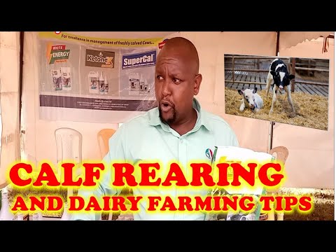 Calf Rearing and Dairy Farming tips