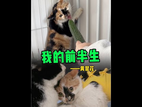 我的前半生战战兢兢、如屡薄冰！#三花猫#暴躁翠花#田园猫