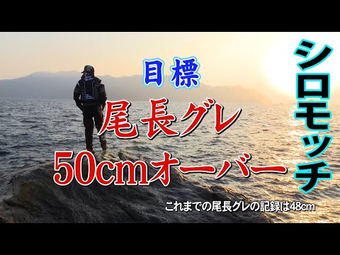 武者泊で狙うのは50センチオーバーのオナガグレ！ 1/2 『楽釣楽磯宣言 71 城本尚史』【釣りビジョン】