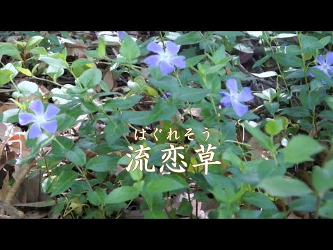 流恋草  　石川さゆり