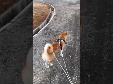 柴犬三太君　雪をパクつく