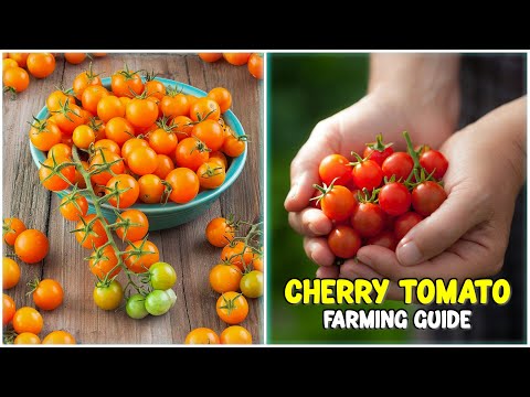 Cherry Tomato Farming - Planting, Care, Harvesting | A complete guide to grow Cherry Tomatoes