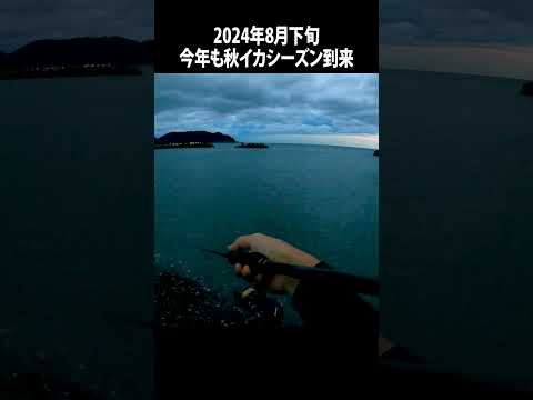 2024年も秋イカシーズンはじまりました #エギング #若狭湾 #釣り #fishing #アオリイカ #秋イカ #餌木 #日本海 #魚釣り #海釣り