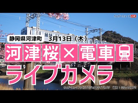 【桜ライブカメラ2】河津桜×電車(伊豆急行)／静岡県河津町 ふらっとCAFE 2025年3月13日(木) #桜  #さくら #河津桜 #電車  | Cherry Blossom Live WebCam