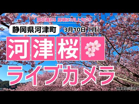 【桜ライブカメラ】河津桜／「静岡県河津町」ライブカメラより/Cherry Blossom Live Camera　 2025年3月10日(月)  #桜  #さくら #河津桜