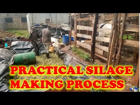 PRACTICAL SILAGE MAKING