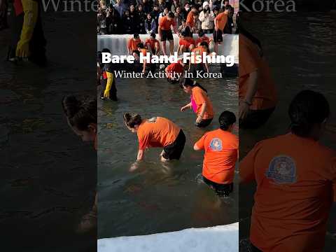 One of a kind activity in South Korea: Bare Hand Fishing 화천 산천어 맨손잡기