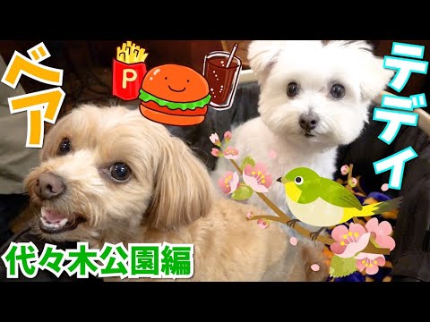 【愛犬】テディベアが代々木公園をルンルンで散歩するの巻‼︎