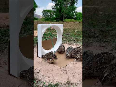 DIY CREATIVE - CREATE AMAZING UNDERGROUND QUAIL TRAP #shorts