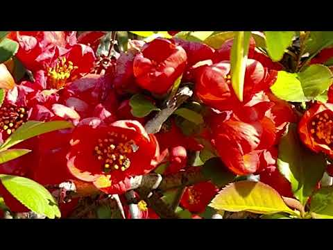 クサボケ　【穀雨】Chaenomeles japonica　［日本固有種］