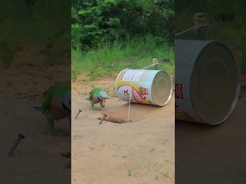 Incredible DIY Primitive Parrot Trapping Creativity #animaltrap #ytshorts