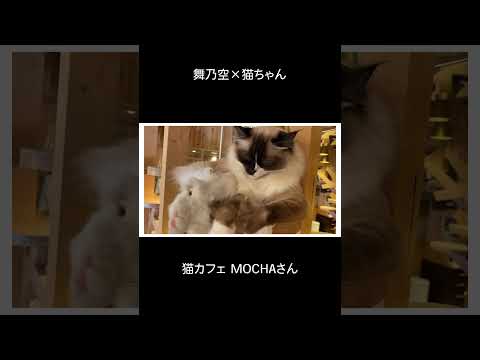 フルでぜひ見てね！👀 #猫 #猫カフェ #癒し動画 #舞乃空 #あのまのあ 【チャンネル登録よろしくお願いします！】