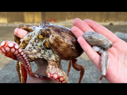 This OCTOPUS BARF is so good! 【ENG SUB】