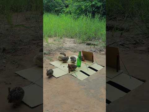 The Primitive Creative Underground Quail Traps Technique #shorts #birdtrap #youtubeshorts