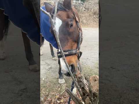 木が好きです。 #馬可愛い #癒し動画 #サチモ #24歳 #男 #horse