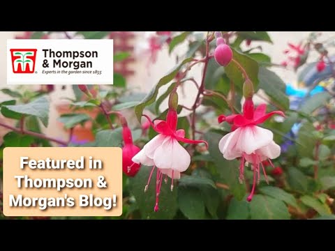 My Fuschia video was featured in Thompson & Morgan's Blog✒+ Fuschia cuttings update