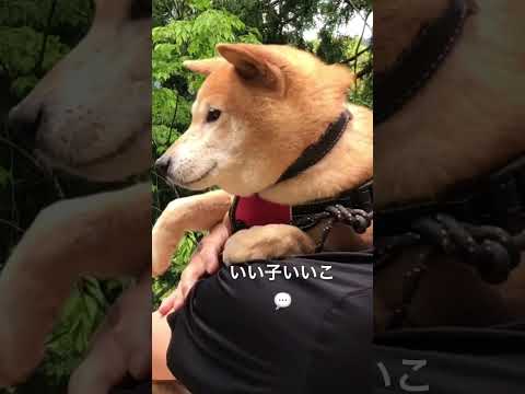 抱っこしたい飼い主🤭アウトドアを楽しむ飼い主に連れられてちょっと迷惑そうな登山犬あおい🏔