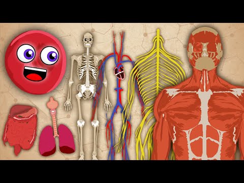 The Human Body! | KLT Anatomy