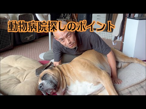 動物病院探しに苦労した1年間の話