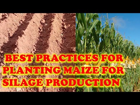 Tips on how to plant Maize for Silage