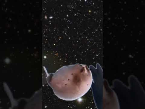 Sending a pufferfish into space #shorts