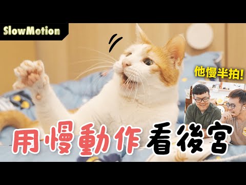 【黃阿瑪的後宮生活】用慢動作看後宮！浣腸慢半拍！