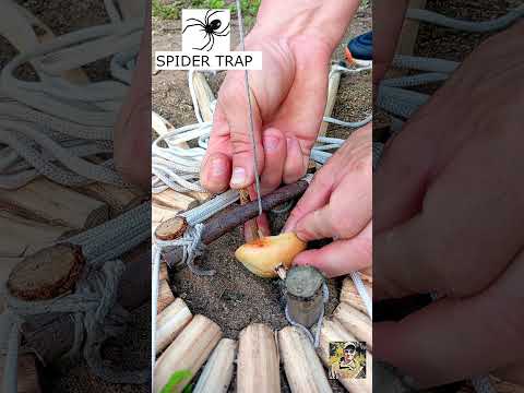 SPIDER TRAP  #trap #survival  #bushcraft #trapping #outdoorskills #woodworking