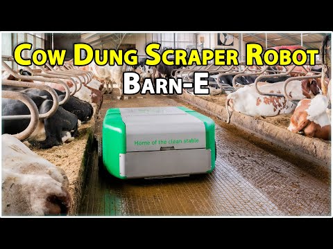 Cow Dung Cleaning Robot: Barn-E | Cow Manure Scraper