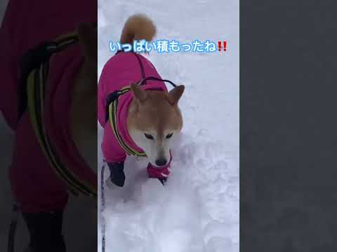 大雪の佐々里で遊んできたよ🐶雪の森で生き物を探す登山犬ああい