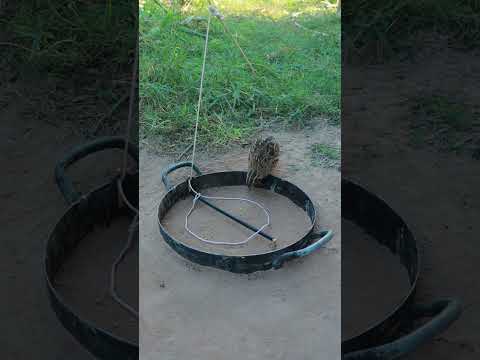 Primitive Creative DIY Quail Trap - Technique Unique Bird Trap #shortvideo #shorts #animaltrap