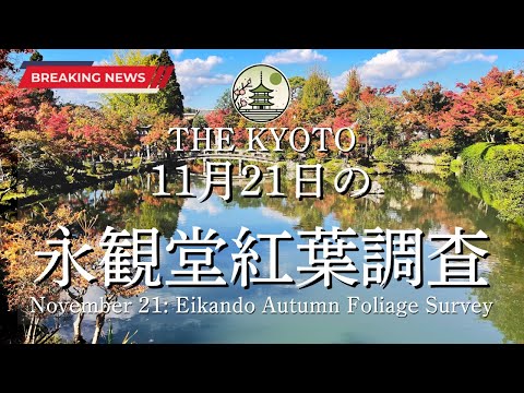 [News] The status of the autumn leaves at Eikando on Thursday, November 21!